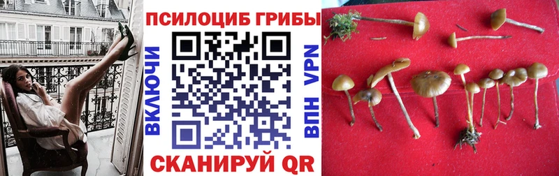 Псилоцибиновые грибы GOLDEN TEACHER Кинель